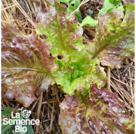 Jeune plant de LAITUE batavia Grenobloise - La Semence Bio