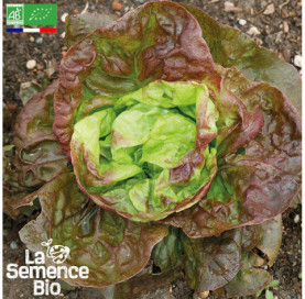 Photo de LAITUE pommée Merveille des 4 Saisons - La Semence Bio
