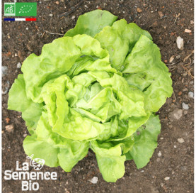Photo de LAITUE pommée Reine de Mai - La Semence Bio