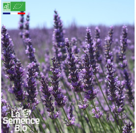 Photo de LAVANDE vraie - La Semence Bio