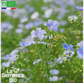 Photo de LIN bleu - La Semence Bio