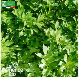 Photo de LIVECHE ou celeri perpétuel - La Semence Bio