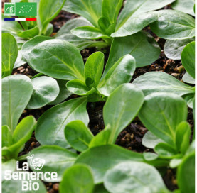 Photo de MÂCHE Verte à cur plein - La Semence Bio