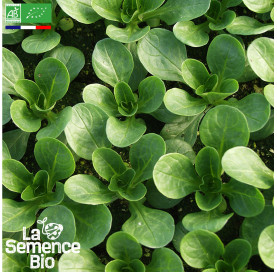 Photo de MÂCHE Vit - La Semence Bio