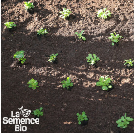 Jeune plant de MÂCHE à grosse graine de Hollande - La Semence Bio