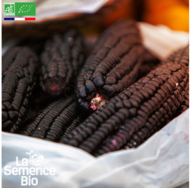Photo de MAÏS Popcorn noir - La Semence Bio