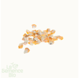 Graines de MAÏS Popcorn noir - La Semence Bio