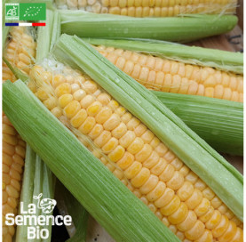 Photo de MAÏS doux Golden Bantam - La Semence Bio
