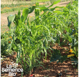 Jeune plant de MAÏS doux Golden Bantam - La Semence Bio