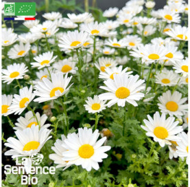 Photo de MARGUERITE des Prés blanche - La Semence Bio