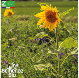 Photo de MÉLANGE maraîchage plein champ - La Semence Bio