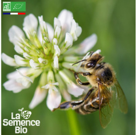 Photo de MÉLANGE nectarifère pour abeilles - La Semence Bio