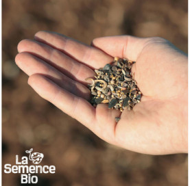 Graines de MÉLANGE nectarifère pour abeilles - La Semence Bio