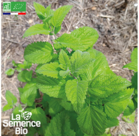 Photo de MELISSE  - La Semence Bio