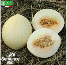 Photo de MELON Douceur de l'Arc - La Semence Bio