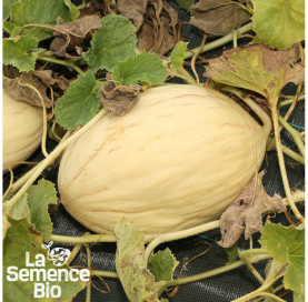Plant à maturité de MELON Douceur de l'Arc - La Semence Bio