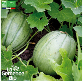 Photo de MELON Vieille France - La Semence Bio