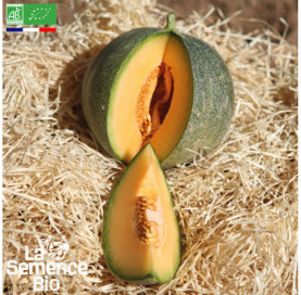 Photo de MELON Petit gris de Rennes - La Semence Bio