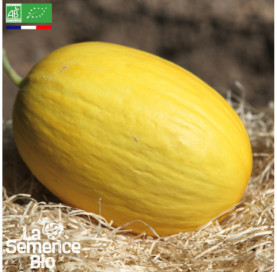 Photo de MELON jaune Canari Hâtif 3 - La Semence Bio