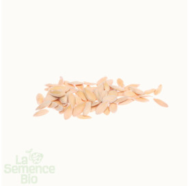 Graines de MELON jaune Canari Hâtif 3 - La Semence Bio