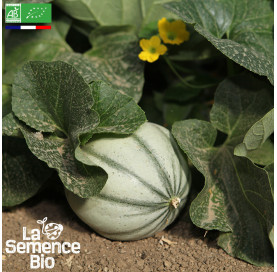Photo de MELON Charentais - La Semence Bio