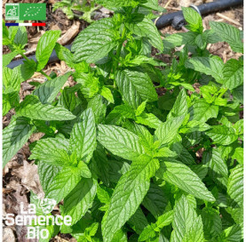 Photo de MENTHE verte - La Semence Bio
