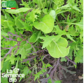 Photo de MESCLUN asiatique - La Semence Bio