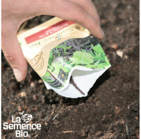 Semis de MESCLUN asiatique - La Semence Bio