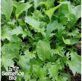 Gros plan de MESCLUN asiatique - La Semence Bio