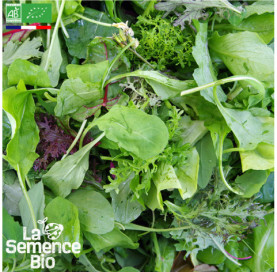 Photo de MESCLUN Crétois - La Semence Bio