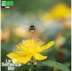 Photo de MILLEPERTUIS Topas - La Semence Bio