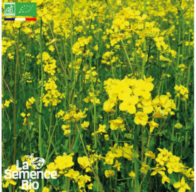 Photo de MOUTARDE blanche - La Semence Bio