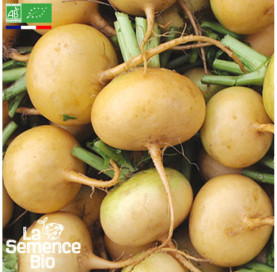 Photo de NAVET Petrowski - La Semence Bio