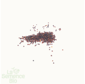 Graines de NAVET Petrowski - La Semence Bio