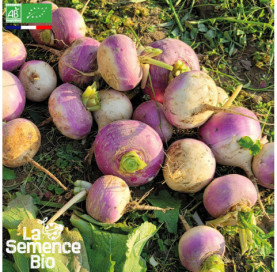 Photo de NAVET Blanc globe à collet violet - La Semence Bio