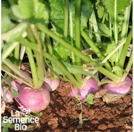 Plant à maturité de NAVET plat de Milan - La Semence Bio