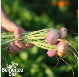 Récolte de NAVET plat de Milan - La Semence Bio