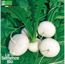 Photo de NAVET plat blanc de Mai - La Semence Bio