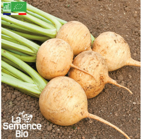 Photo de NAVET Jaune boule d'or - La Semence Bio