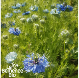 Plant à maturité de NIGELLE de Damas - La Semence Bio