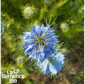Gros plan de NIGELLE de Damas - La Semence Bio