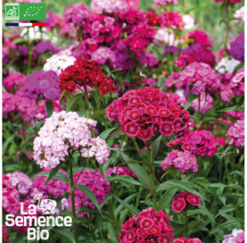 Photo d'OEILLET de Poète - La Semence Bio