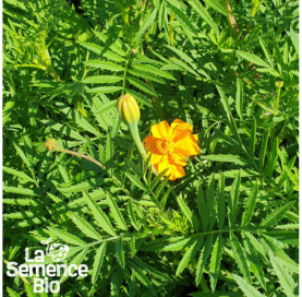 Plant à maturité d'ILLET D'INDE TAGETE Légion d'Honneur - La Semence Bio