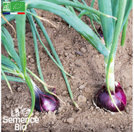 Photo d'OIGNON rouge de Toulouges - La Semence Bio