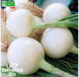 Photo d'OIGNON blanc de Rebouillon - La Semence Bio