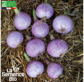 Photo d'OIGNON rosé d'Armorique - La Semence Bio