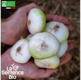 Photo d'OIGNON blanc Premier - La Semence Bio