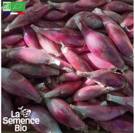 Photo d'OIGNON Rossa lunga di Firenze - La Semence Bio