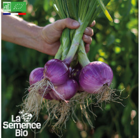 Photo d'OIGNON rouge Morada de Amposta - La Semence Bio