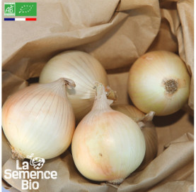 Photo d'OIGNON jaune des Cévennes - La Semence Bio